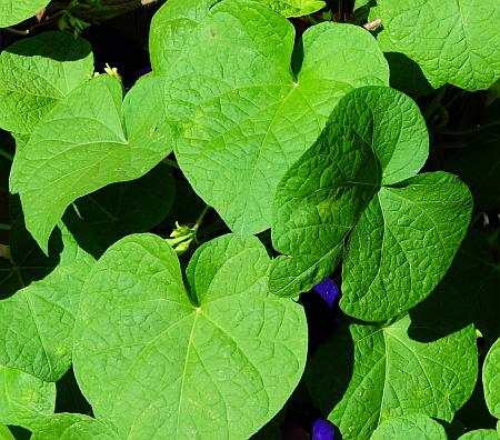 Ipomoea_purpurea_leaves2.jpg