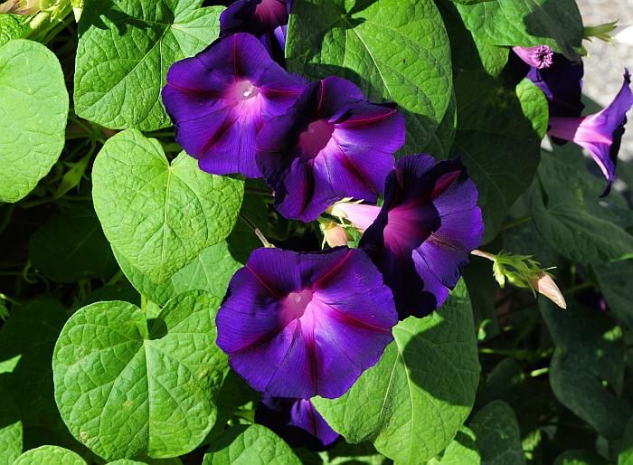 Ipomoea_purpurea_plant.jpg