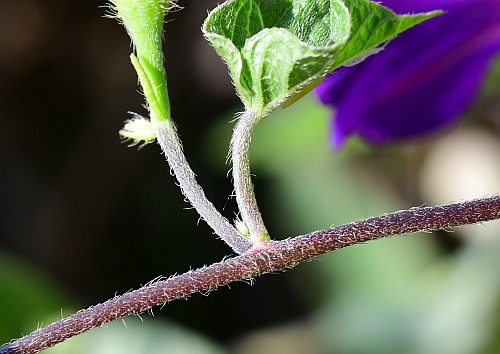 Ipomoea_purpurea_stem.jpg