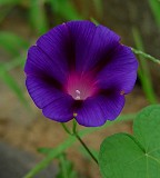 Ipomoea purpurea thumbnail