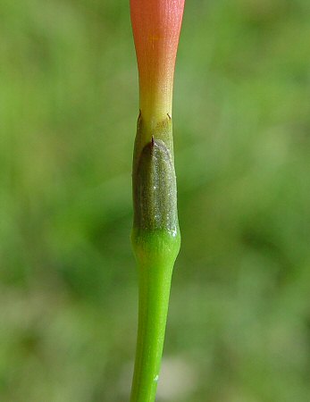 Ipomoea_quamoclit_calyx.jpg