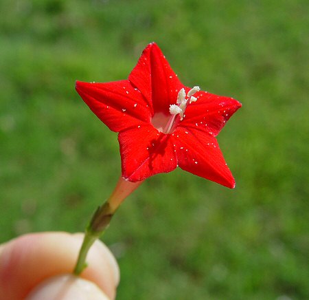 Ipomoea_quamoclit_flower.jpg