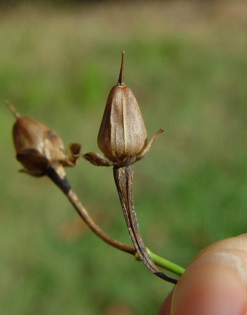 Ipomoea_quamoclit_fruit.jpg