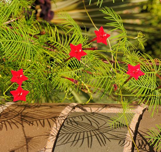 Ipomoea_quamoclit_plant2.jpg