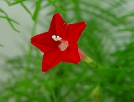 Ipomoea quamoclit thumbnail