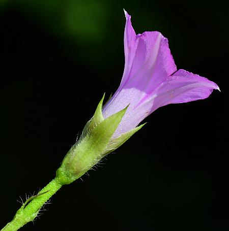 Ipomoea_xleucantha_calyx.jpg