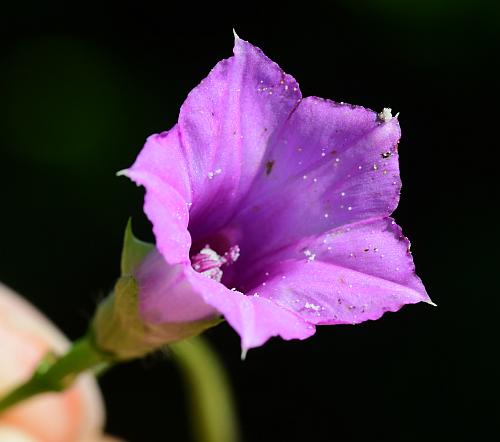 Ipomoea_xleucantha_corolla.jpg