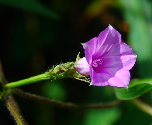 Ipomoea_xleucantha_flower.jpg