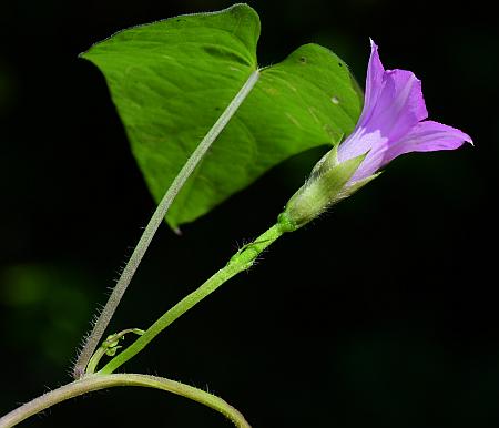 Ipomoea_xleucantha_inflorescence.jpg