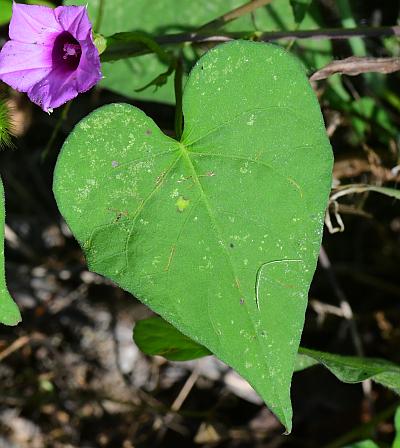 Ipomoea_xleucantha_leaf1.jpg