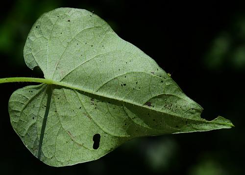 Ipomoea_xleucantha_leaf2.jpg