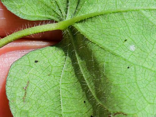 Ipomoea_xleucantha_leaf2a.jpg