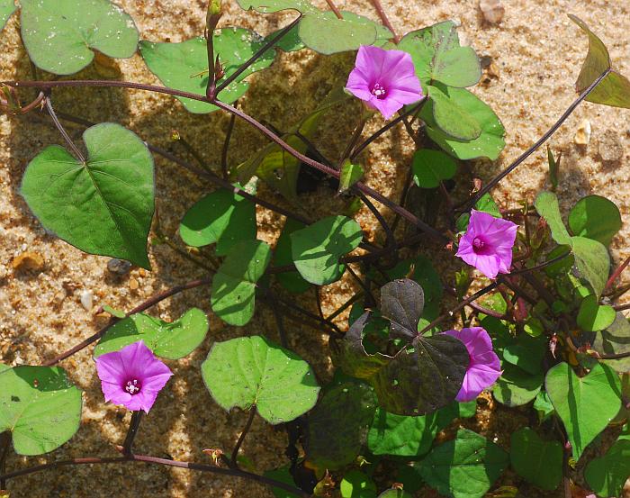 Ipomoea_xleucantha_plant.jpg