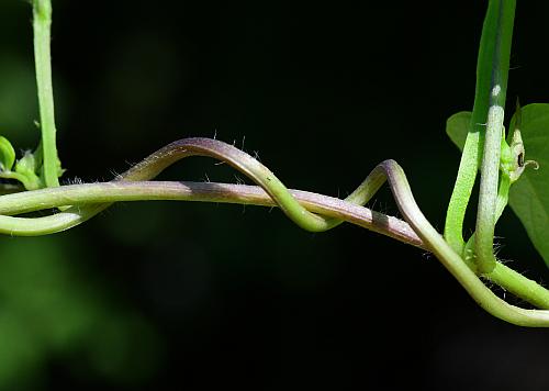 Ipomoea_xleucantha_stem.jpg