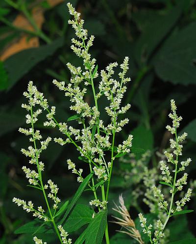 Iresine_rhizomatosa_inflorescence.jpg