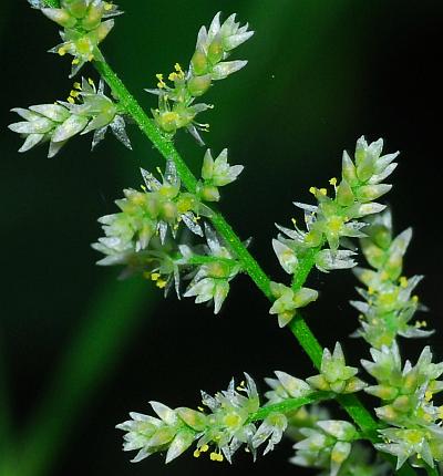 Iresine_rhizomatosa_inflorescence2.jpg