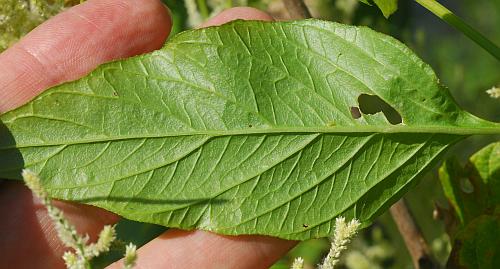 Iresine_rhizomatosa_leaf2.jpg