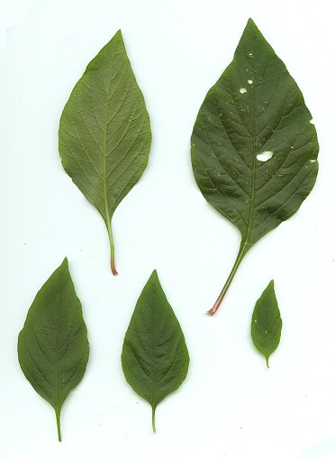 Iresine_rhizomatosa_leaves.jpg