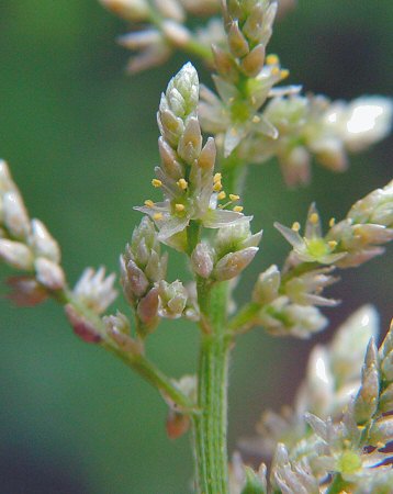 Iresine_rhizomatosa_pistillate_flowers.jpg