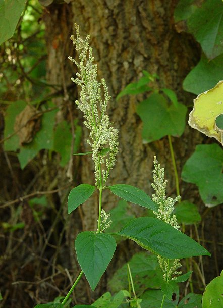 Iresine_rhizomatosa_plant.jpg