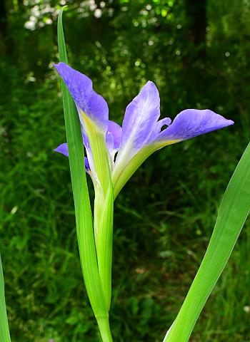 Iris_brevicaulis_bract.jpg