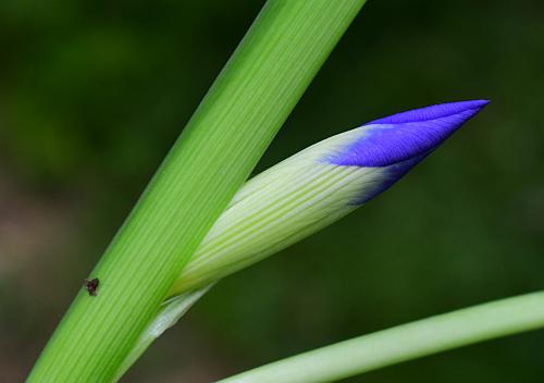 Iris_brevicaulis_bud.jpg