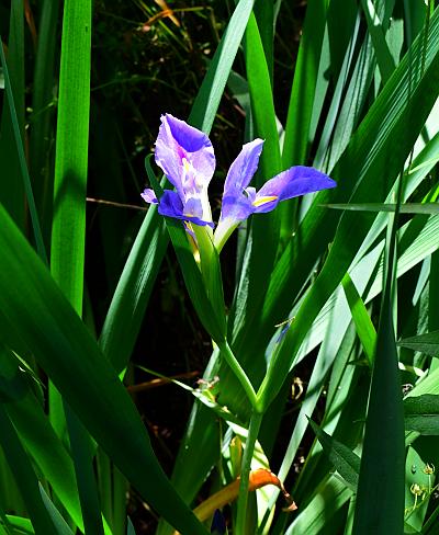 Iris_brevicaulis_habit.jpg