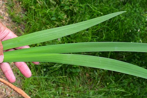 Iris_brevicaulis_leaves1.jpg