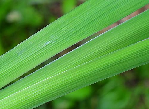 Iris_brevicaulis_leaves2.jpg