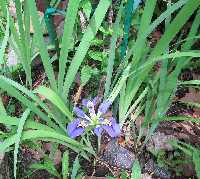 Iris_brevicaulis_plant.jpg