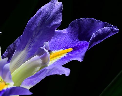 Iris_brevicaulis_sepal.jpg