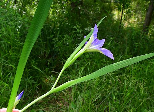 Iris_brevicaulis_stem.jpg