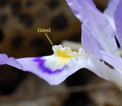 Iris_cristata_crest.jpg