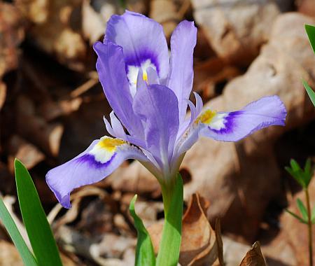 Iris_cristata_flower.jpg