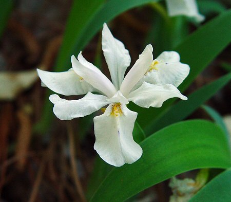 Iris_cristata_flower2.jpg