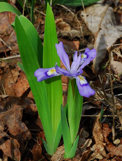 Iris_cristata_habit.jpg