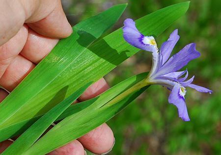 Iris_cristata_habit2.jpg