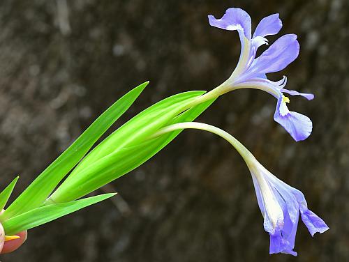 Iris_cristata_inflorescence.jpg