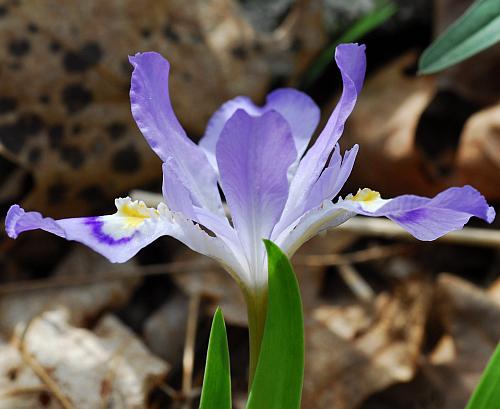 Iris_cristata_lateral.jpg