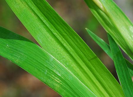 Iris_cristata_leaves.jpg