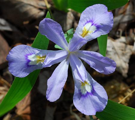 Iris_cristata_perianth.jpg