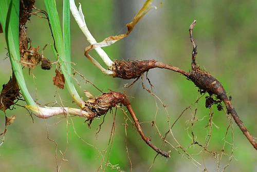 Iris_cristata_rhizome.jpg