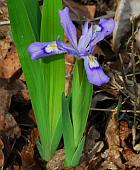 Iris cristata thumbnail
