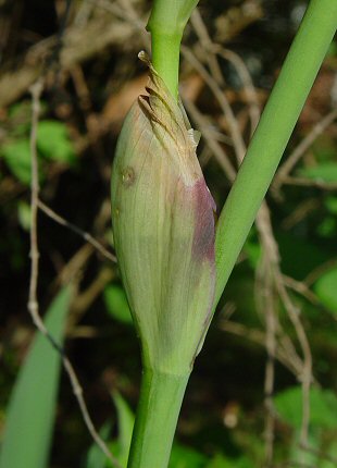 Iris_germanica_bract.jpg