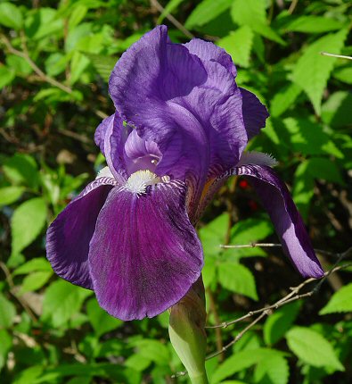 Iris_germanica_flower.jpg