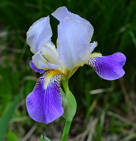 Iris_germanica_flower2.jpg