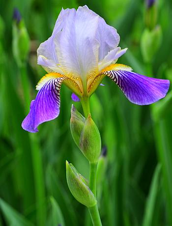 Iris_germanica_inflorescence.jpg