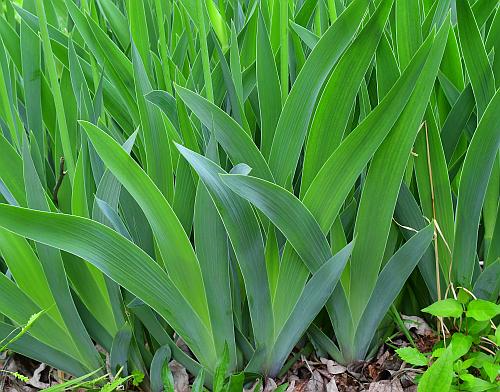 Iris_germanica_leaves.jpg