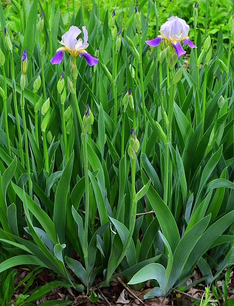 Iris_germanica_plant.jpg