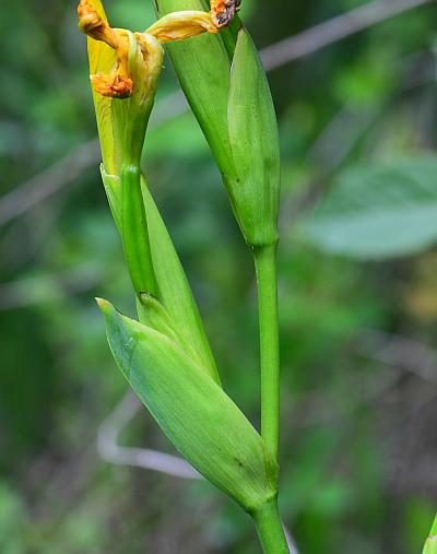 Iris_pseudacorus_bracts.jpg